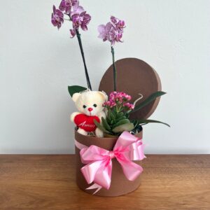 Box M Orquídea